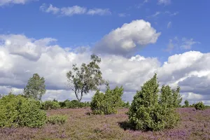 Heath landscape, juniper forest Schmarbeck