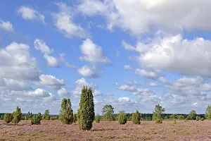 Heath landscape, juniper forest Schmarbeck