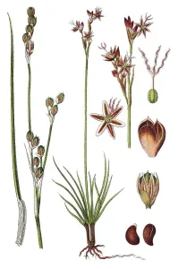 Heath rush (Juncus squarrosus)