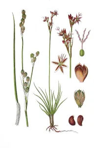 Heath rush (Juncus squarrosus)