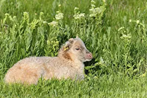 Heath sheep (Ovis ammon f.aries)