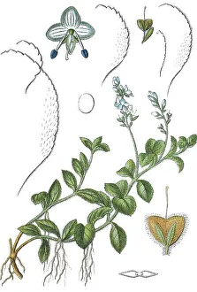 Heath speedwell, Common speedwell