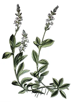 Heath Speedwell, Common Speedwell