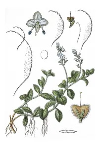 Heath Speedwell, Common Speedwell