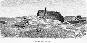 Heath on Sylt, North Frisia, Schleswig-Holstein
