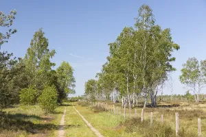Heath trail through the Gohrischer Heide near Groeditz