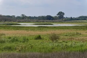 Heath, water areas, marshes, forests