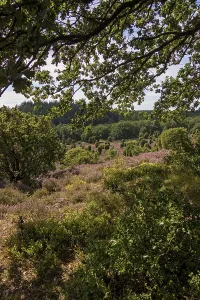 Heather blossom near the Totengrund