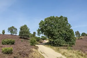 Heather blossom, trees, path, walker