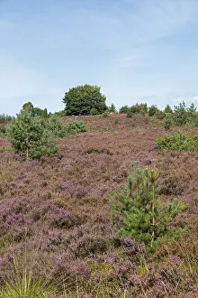 Heather blossom, trees, Wilseder Berg near Wilsede