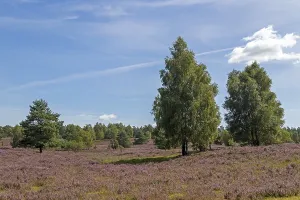 Heather blossom at Wilseder Berg