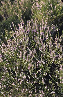 Heather (Calluna vulgaris)