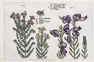 Heather (Calluna vulgaris), Hand coloured copper engraving from the Hortus Floridus