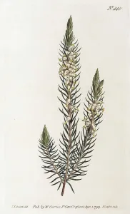 Heather (Erica), hand-coloured copper engraving by Sansom from William Curtis Botanical Magazine