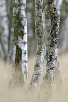Heathland, birch (Betula), birch grove on the edge of Oberoher Heide