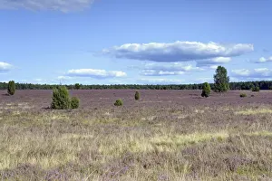 Heathland, extensive Oberoher Heide