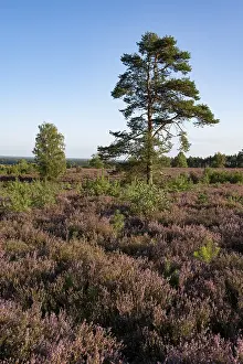 Heathland, flowering common heather (Calluna vulgaris)