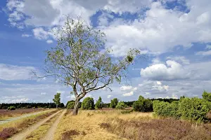 Heathland, juniper forest Schmarbeck