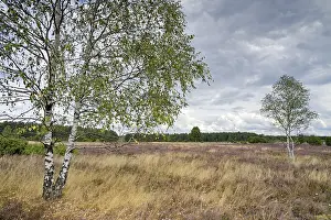 Heathland, juniper forest Schmarbeck