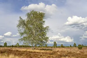 Heathland, juniper forest Schmarbeck