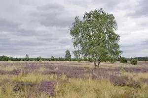 Heathland, juniper forest Schmarbeck