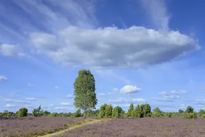 Heathland, juniper forest Schmarbeck