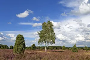 Heathland, juniper forest Schmarbeck