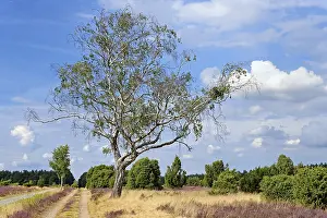 Heathland, juniper forest Schmarbeck