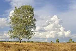 Heathland, juniper forest Schmarbeck