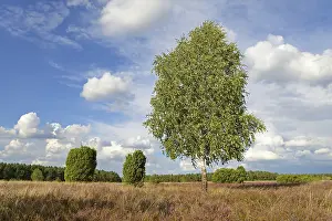 Heathland, juniper forest Schmarbeck
