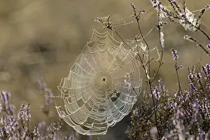 Heathland, spider web with cross spider (Araneus) between flowering common heather (Calluna Vulgaris)