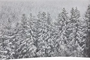 Heavy snowfall in spruce forest