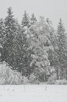 Heavy snowfall in a spruce mixed forest