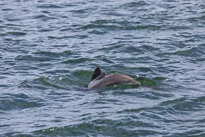 Framed Print : In heavy swell, it is almost impossible to photograph the Harbour porpoise (Phocoena phocoena) Framed Print : In heavy swell, it is almost impossible to photograph the Harbour porpoise (Phocoena phocoena)