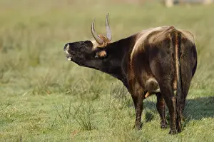 Heck cattle (Bos primigenius f)