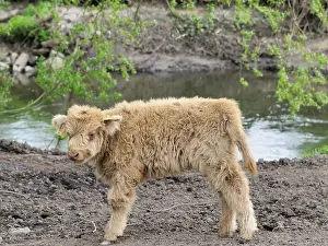 Heck cattle (bos primigenius taurus)