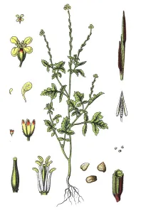 Hedge mustard (Sisymbrium officinale)