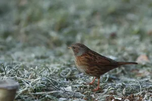 Hedge Sparrow (Prunella modularis)