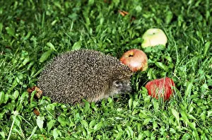 hedgehog