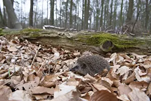 Hedgehog (Erinaceidae) on the forest floor looking for winter quarters