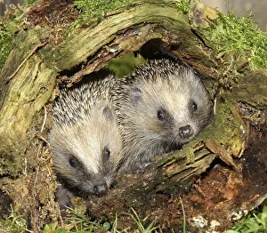 Hedgehog (Erinaceus europaeus)