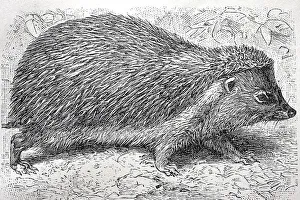 Hedgehog (Erinaceus europaeus)