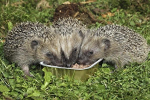Hedgehog (Erinaceus europaeus), young animals feeding from bowl in the garden, Allgaeu, Bavaria, Germany, Europe