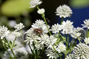 Hedgehog fly (Tachina fera) on an astrantia (Astrantia major)