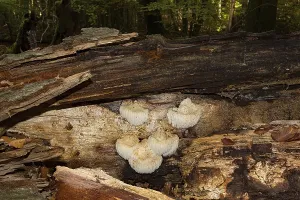 Hedgehog goatee (Hericium erinaceus)