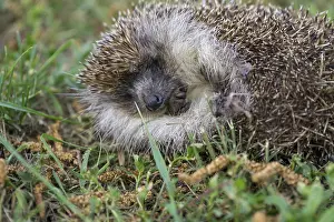 A hedgehog is sleeping in the garden