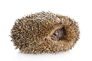 Hedgehog on a white background