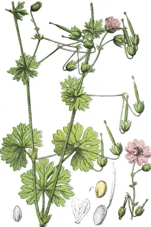 Hedgerow Cranesbill or Geranium (Geranium pyrenaicum)
