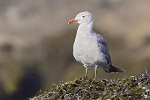 Heermann's Gull (Larus heermanni)