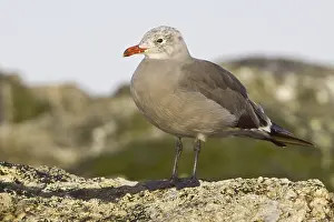 Heermann's Gull (Larus heermanni)